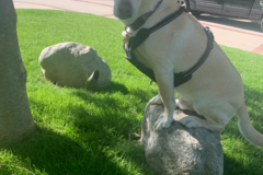 Request Quote: Jo - Professional Dog Trainer For Hire - Canoga Park, CA