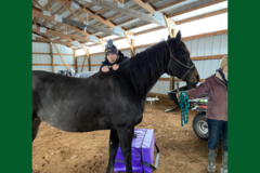 Request Quote: Up North Wellness Center - Animal Chiropractor - Land O' Lakes, WI