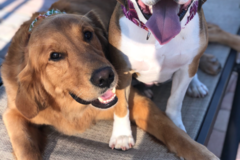 Request Quote: Family In Home Private Dog Training by Pet Etiquette - Port St. Lucie, FL