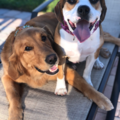Family In Home Private Dog Training by Pet Etiquette - Port St. Lucie, FL