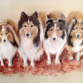 Naugatuck CT Pet Portraits by Judy  - Nationwide