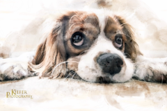 Request Quote: Kiefer Pet Photography - Rantoul, IL