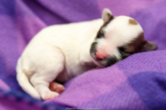 Request Quote: Cisco's Studio - Professional Pet Photographer - Selma, TX