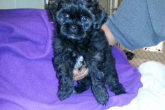 Request Quote: Tiny Paws Petcare - Mobile Grooming Services - Burlington, KY