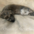 Christine McBryan - Pet Portrait Artist - Nationwide