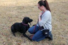 Request Quote: Digging It - In Home Private Dog Training - Lawton, OK