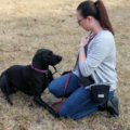 Digging It - In Home Private Dog Training - Lawton, OK