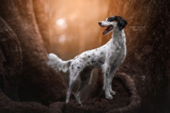 Request Quote: Gina Soule Photo - Professional Pet Photography - Portland, ME