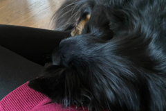 Request Quote: The Doggie Lodge - Pet Boarding and Sitting - Fair Lawn, NJ