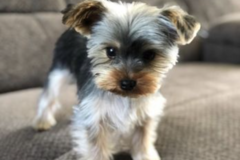 Request Quote: Diamond Collar Dog Spa - Pet Grooming - North Wales, PA