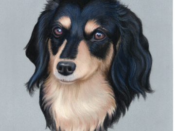 Pastel portrait of a Longhaired Dachshund by artist Heather A. Mitchell. 11" x 14" unframed.