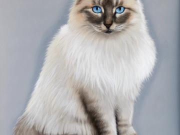 Pastel portrait of a Seal Point Himalayan Cat by artist Heather A. Mitchell. 16" x 20" unframed.