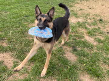 Mika loves to play frisbee!