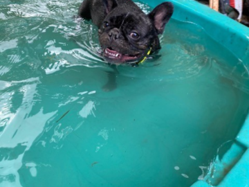 Molly loves to swim!