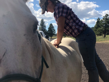 Adjusting a horse's spine