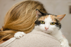 Request Quote: Meditation Education - Pet Reiki and Animal Reiki Care - Nationwide