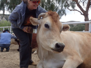 Massaging one of the glorious cows at The Gentle Barn in California. I had massaged pigs, goats, and sheep, but this was my first cow! 