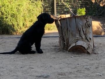 14 week old Doodle