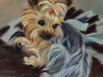 Shadow ~ Yorkshire Terrier, pastel, 12.25 x 9.5" 
