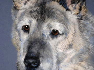 Cherokee ~ Akita, pastel, 14 x 11"