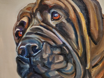 mastiff dog portrait 