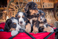 Request Quote: Colorado Dog Photography - Silverthorne, CO