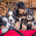 Colorado Dog Photography - Silverthorne, CO