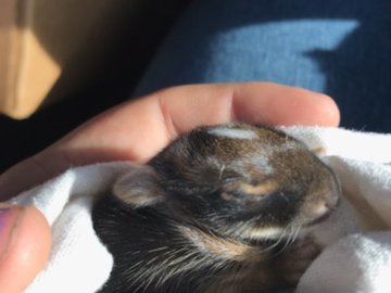 no fur baby to small! this little bunny was found abandoned for days, she was brought to a small wild animal clinic about 20 minutes from us. 