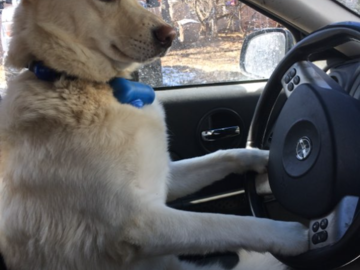 dose your pet need a ride? contact us for info on our pet taxi service! (disclaimer-we do not let dogs drive the car)