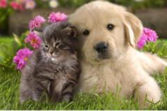 Request Quote: MysticalPawz Animal Energy Healer - Animal Reiki Care - Nationwide