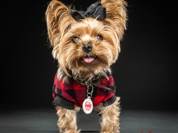 NYC's famous Apple the Yorkie!