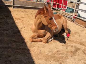 Zzar relaxing into Reiki