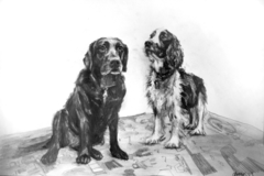 Request Quote: Pet Portraits by Colleen  - Nationwide