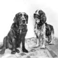 Pet Portraits by Colleen  - Nationwide