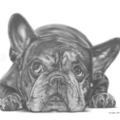 Leah Davies Custom Pet Portraits  - Nationwide