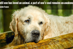 Request Quote: Pet Loss at Home - In Home Pet Euthanasia - Lafayette, LA