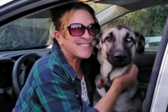 Request Quote: Paw Peace Animal Body Therapy - Massage, Acupressure, Energy - Rio Rancho, NM