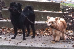Request Quote: Amy’s Pet Sitting and Dog Walking Service - Johnston, RI