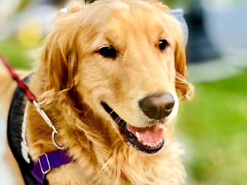 My dog Bella out for her walk