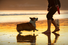 Request Quote: Gretchen Otero Pet Photography - San Diego, CA