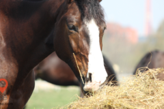 Request Quote: Harmony Horse Dressage and Equine Sports Massage  - Bruce, FL