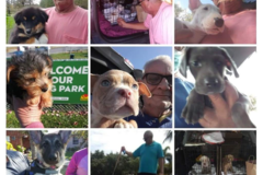 Request Quote: Barry's Pet Care - Professional Pet Sitting and Dog Walking - Cape Coral, FL