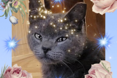 Request Quote: Eve from Eden - Certified Animal Distance Reiki Healer - Nationwide