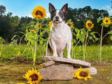 Chihuahua in Sunflowers