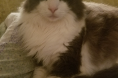 Request Quote: Sage Wombman LLC - Animal Reiki Healing and Massage  - Nationwide