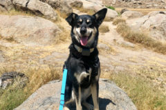 Request Quote: Collaborative Canines Private Dog Training - Anaheim, CA