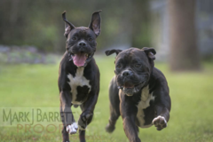 Request Quote: Mark J. Barrett - In Motion Productions Pet Photography - Silver Springs, FL