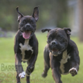 Mark J. Barrett - In Motion Productions Pet Photography - Silver Springs, FL