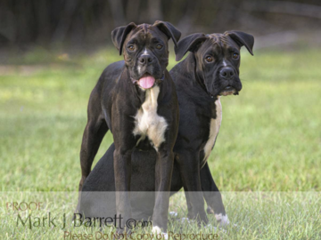 Juvenile Boxer Dog Brothers