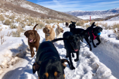 Request Quote: Doggo Camp Dog Boarding  - Park City, UT